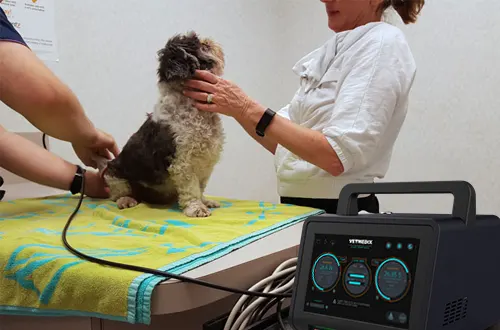 Funguje laserová terapia pre psov?