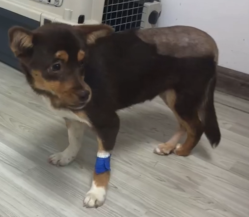 Zdieľanie prípadu vetMedix 丨 Vysoké laserové ošetrenie acetabulárnych zlomenín fossa a femorálnej fraktúry