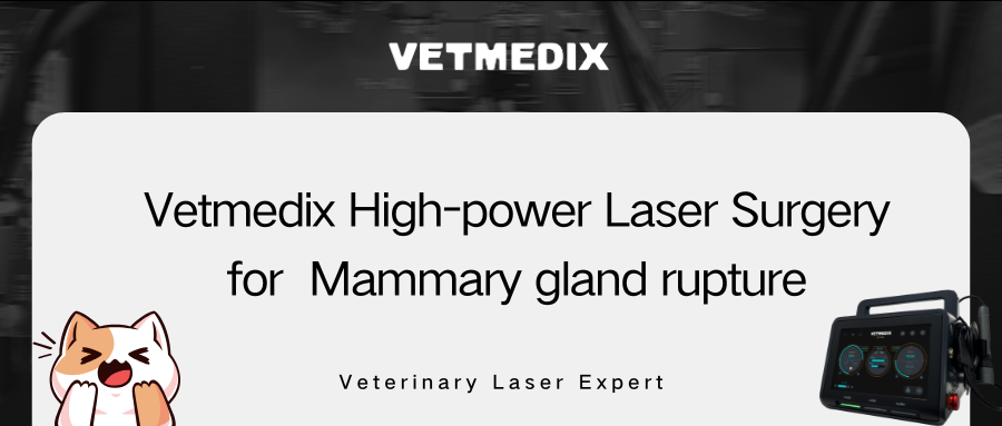 VETMEDIX Case Sharing丨Chirurgia vysokovýkonného lasera na prasknutie mliečnej žľazy
