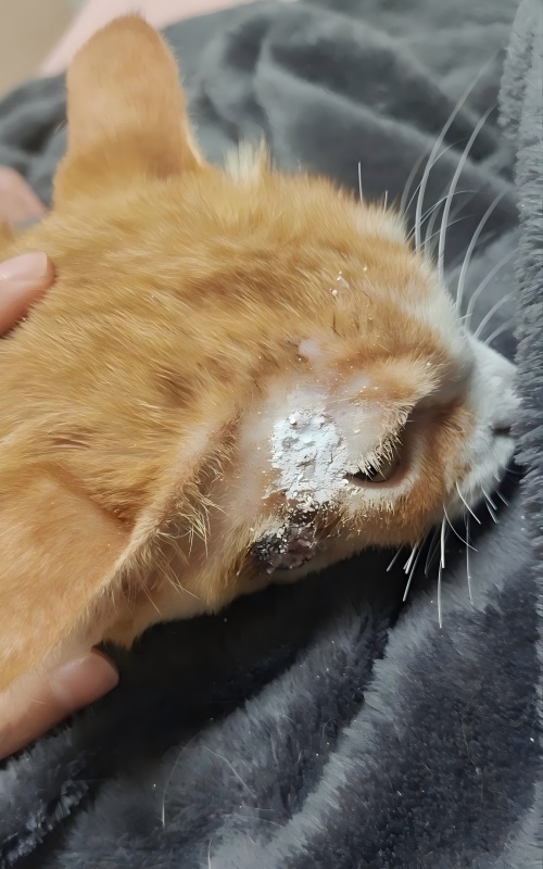 Vetmedix Case Sharing丨Prípad aplikácie vysokoenergetickej laserovej terapie pri liečbe kožných vredov