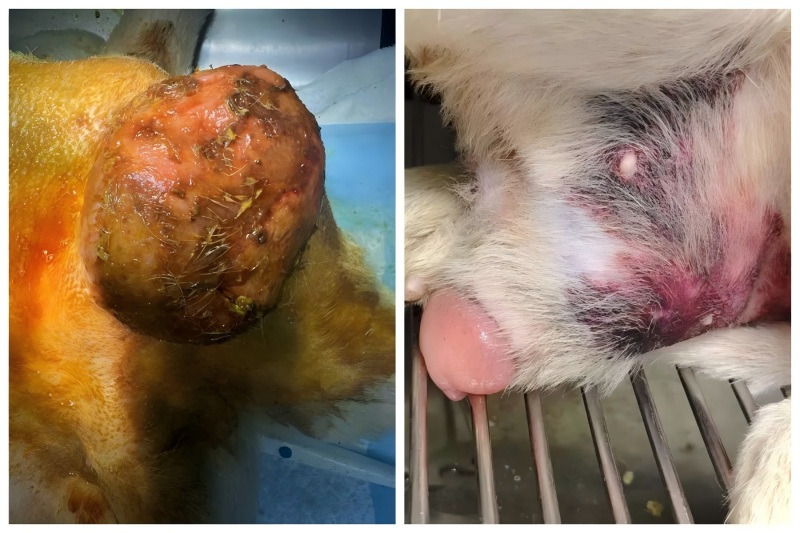 Vetmedix Case Sharing丨Aplikácia vysokoenergetickej laserovej terapie pri liečbe zväčšenia prostaty