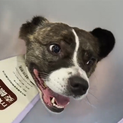 Prípadová správa Vetmedix丨Použitie veterinárnej laserovej terapie pri liečbe akútnej neuritídy u psieho pacienta