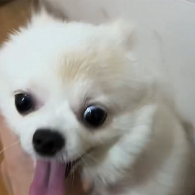 Vetmedix Case Sharing丨Aplikačný prípad vysokoenergetického lasera pri liečbe kožného ochorenia u psov