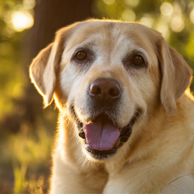 VetMedix Case Sharing丨Prípad aplikácie vysokoenergetickej laserovej terapie pri liečbe pooperačných nehojacich sa perianálnych nádorov